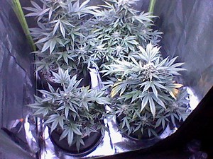 ILGM White Widow Autoflower Beginner Grow