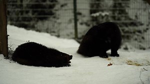 Download Video of Wolverine in zoo for free