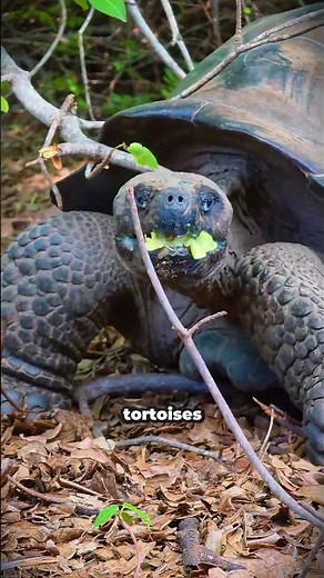 What if your next trip wasn’t just a vacation… but a once-in-a-lifetime experience?#galapagos travel