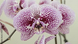 Purple orchid reveals its delicate beauty and freshness, highlighting the fragility of natures growth. Close-up view.