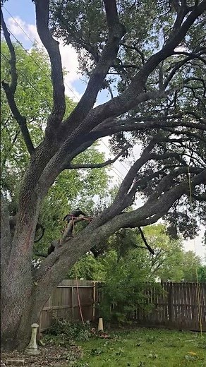 Tree pruning Live Oak