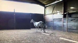 3.1K views · 81 reactions | 2012 Berlin stallion | Stud LS | Facebook