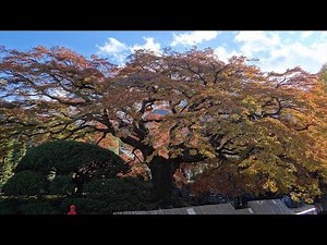 秩父・長瀞の紅葉【東郷公園・西善寺・長瀞岩畳・月の石もみじ公園・宝登山神社】〜2017年11月16日〜