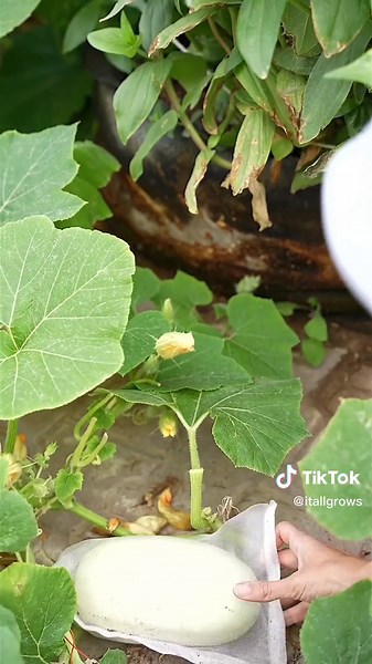 Growing Squash: Stages from Seed to Harvest