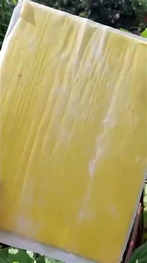 Easily enrich the soil by doing this #gardening #gardeningtips