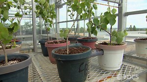 Trees hook up with complete strangers underground. But why? Full story online now: http://bit.ly/2yQWE8L | CBC Docs