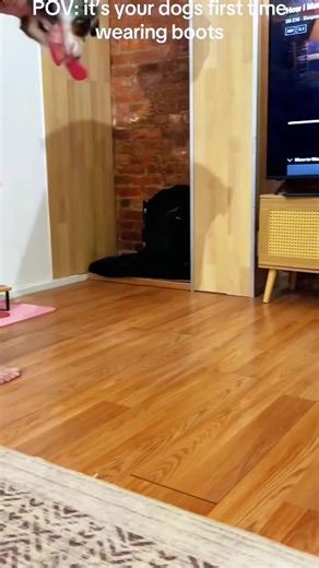 Dogs React to Wearing Shoes for the First Time