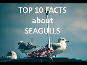 TOP 10 Facts about SEAGULLS