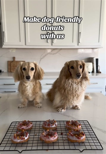 Dog-Friendly Donut Recipe for National Donut Day