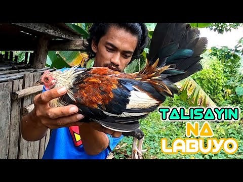 LABUYONG MANOK NA RARE ANG KULAY TALISAYIN|update sa mga huli naming labuyong manok
