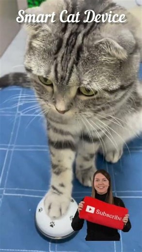 Smart Cat Rings Bell To Get Treats 😮 | Genius Cat Moment #shorts #smartcat #catvideos