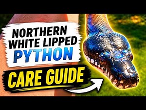 Northern White Lipped Python Care Guide