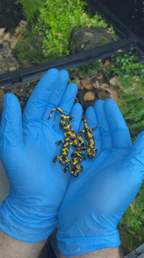 HerpTime on Instagram: "Making an extravagant mossy vivarium for some very special little herps! These amphibians, called fire salamanders, come from forests all over the European continent, so ferns and mosses were a must. Though not very aquatic at this stage, they will still definitely use the water area provided. A lot of preparation and work went into an enclosure like this, but in the end it is so worth it. Having access to a lot of moss was definitely the key to making this enclosure look