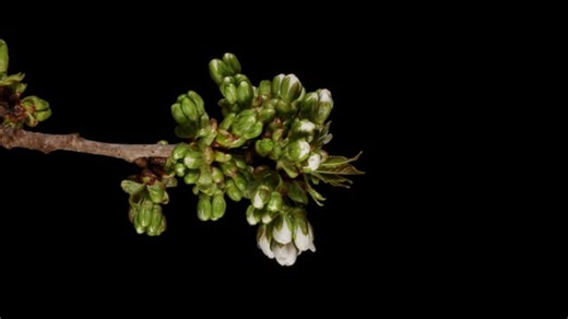 Cherry Blossom, Harbinger Of Spring, Spring Awakening. Free Stock Video