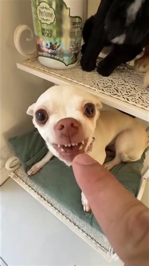 Niki is the most celebrity chihuahua in the world😂😂