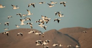 Snow Goose Flock Geese Flying Slow Stock Footage Video (100% Royalty-free) 3454220701 | Shutterstock