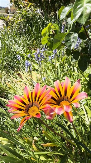 Explore Goulburn’s heritage this summer ☀️🏡 Garroorigang Historic Home and Riversdale Homestead - National Trust of Australia NSW welcome you to wander their stunning grounds and admire their rich history. From elegant architecture to peaceful gardens, these homesteads are perfect for a relaxing summer outing or a day of discovery. ✨ | Goulburn Australia