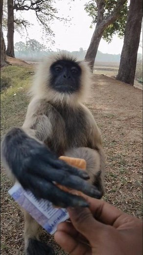 Funny Monkey Moments 😂Cute Baby Monkey 🐵Smart Monkey Tricks 🔥