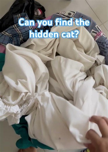 👀Can You Spot The Hidden Cat?🐱 #cats #cutecats #catlifes #catshorts