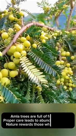 Abundant Amla Harvest | Healthy and Productive Garden