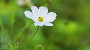 Beautiful white Cosmos Flowers blooming in the field. White Cosmos Bipinnatus flowers swaying in the wind. Mexican aster plant close-up