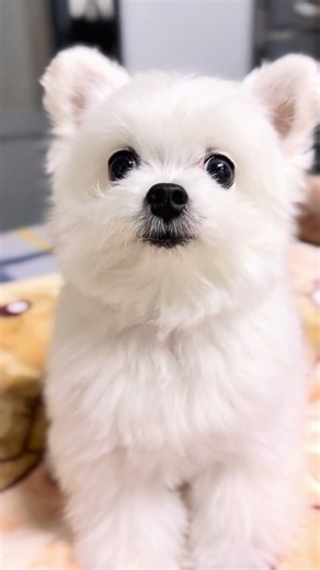 The viral clip of Mae Kai taking Mali to school #KathinTheFierceDog