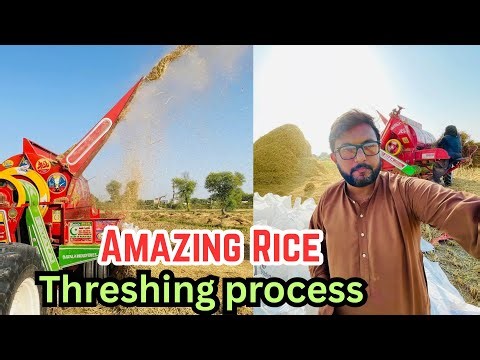 Amazing Rice Threshing Process | Modern Agriculture in Action|kashif vlogs