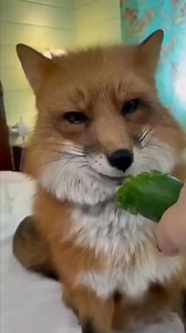 28K views · 1.8K reactions | Breakfast time, Fox eating Cucumber.❤️力 #foxes #savethefoxes #foxoftheday #foxanimals #fox #foxanimals #foxy | Save The Foxes | Facebook