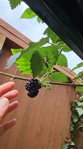 Come Harvest Mulberries With Me! 🌳🍇 #GardenLife #Shorts