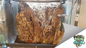 Understand what a bioactive setup really is. Bioactive terrariums for reptiles are tanks with an ecosystem using live plants, live insects, soil, and leaf litter that can be used as broken down waste. This specific terrarium is for a Rhacodactylus Leachianus. ---------- FOLLOW FOR DAILY PICS & VIDS ↴ Twitter - https://twitter.com/reptiledge Youtube - https://www.youtube.com/user/Jribeiro953 Instagram - https://www.instagram.com/reptile_edge Google Plus - http://google.com/ Reptiledge ---------- 