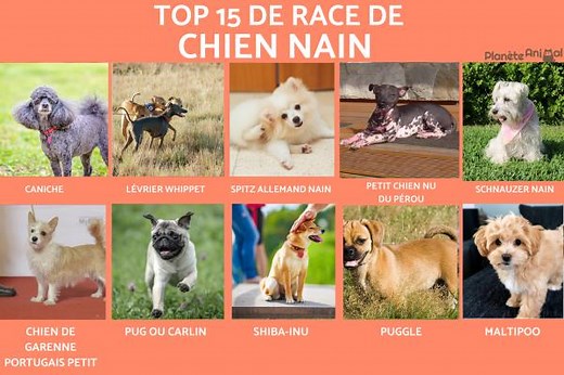 de 15 Races de CHIENS NAINS - Caractéristiques et Photos