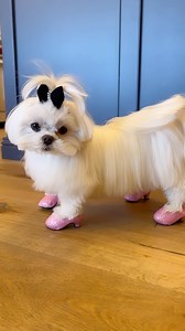 High heels on my tippies👠🐶 • • #cute #funny #dog #doglover #doglove #doggo #puppy #cutedogs #dogsofinstagram #maltese #highheels | Cocothemaltesedog
