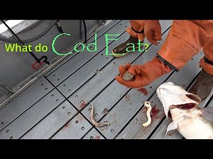 First Cod Trip of the Season! | Jigging for Pacific Cod in Alaska