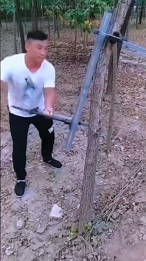 Simple Smart Idea, Tree trunk straightening technique with unique tools #shorts