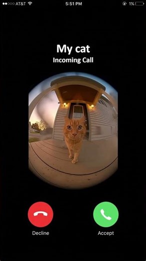 My cat calling 𑄝 #catshorts #catcall #memesdaily #phonecall #fypシ゚
