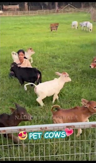 Tiny Cows, Big Smiles: Likeeta Meets the Nadipathy Cattle | Nadipathy Village #cow #wow #lol #now