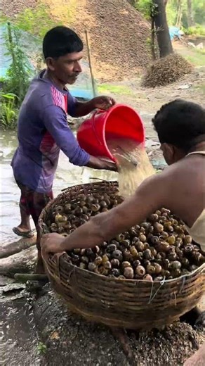The first process of making lime with snails 🐚😱 #foryou #viral #subscribe #shorts #viralvideo