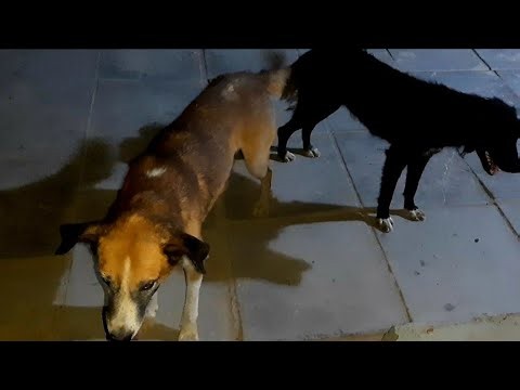 A simple explanation of dog mating season. Subscribe to the channel.