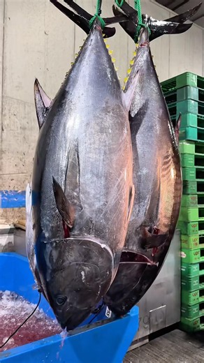 Behind the scenes of the biggest fish market in Osaka🐟 #japanesefood #大好物は高カロリー