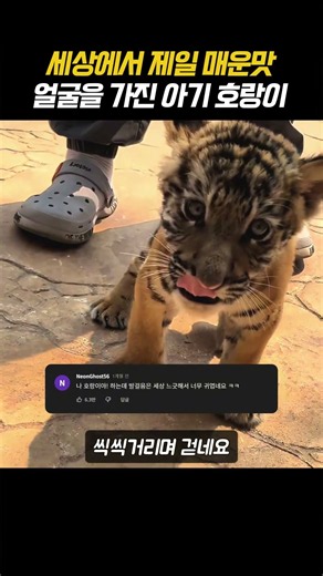 세상에서 제일 매운맛 얼굴을 가진 아기 호랑이#동물