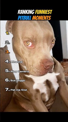 Ranking Funniest Pitbull Moments