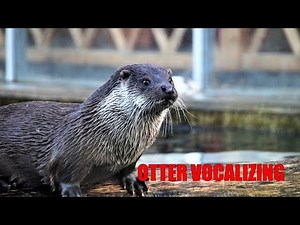 Otter Vocalizing - Sound Effect