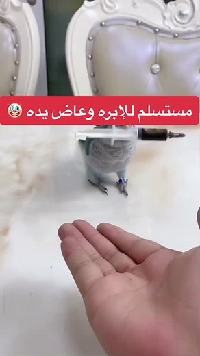 ابتسم أكثر.... smile more على TikTok