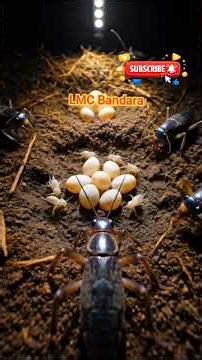 POV: Exploring the Night With a Field Cricket #shorts #fieldcricket #cricket