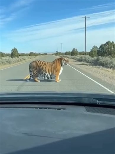 I found the CEO of Tigers👁️👄👁️#viral #trending #fyp #animals #foryoupage