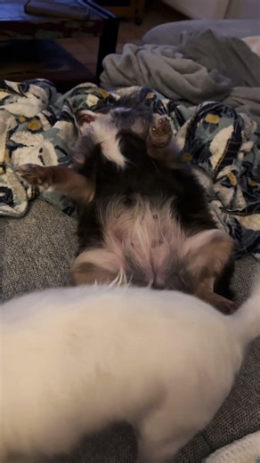 SACRED BLUE! #chihuahua #cavalierkingcharles #dachshund #puppies