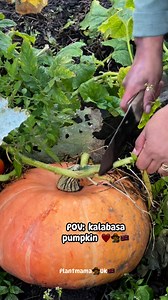 I sow different kinds of squash/ pumpkin but only few got into fruit. Hope this one is nice . Have a wonderful Rest of Tuesday to everyone ❤️👩‍🌾🇬🇧 Roy Carmona #followerseveryone #pinoyabroadreels #fypシ #allotmentuk #uklife #pinoyabroad #friends #growyourownfood #pumpkinseason #harvest2025 #TeamOrganic | She Carmona