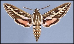 Hyles livornica - Alchetron, The Free Social Encyclopedia