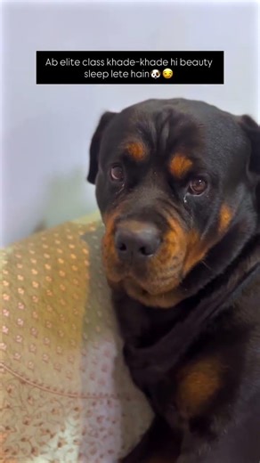 Beauty sleep is important for Rottweiler🐶😏