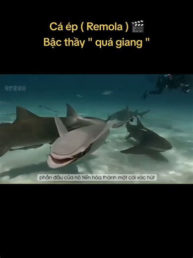 Cá ép: Đặc điểm, hành vi và môi trường sống